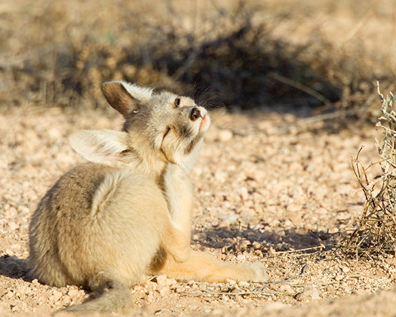 Kit Fox Vulpes macrotis 