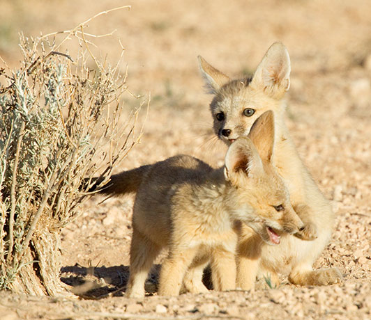 Kit Fox Vulpes macrotis 