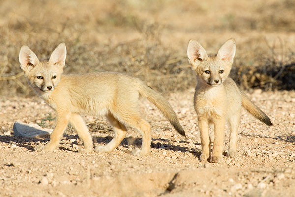 Kit Fox Vulpes macrotis 