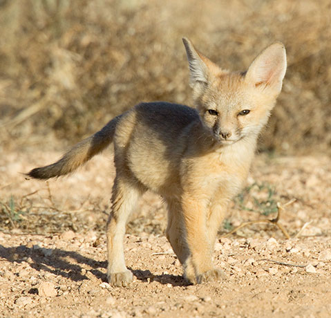 Kit Fox Vulpes macrotis 