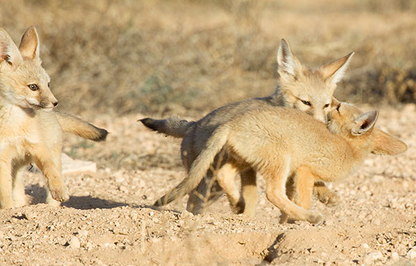 Kit Fox Vulpes macrotis 