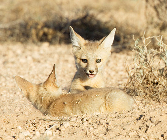 Kit Fox Vulpes macrotis 