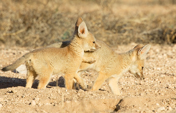 Kit Fox Vulpes macrotis 