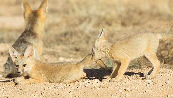 Kit Fox Vulpes macrotis 