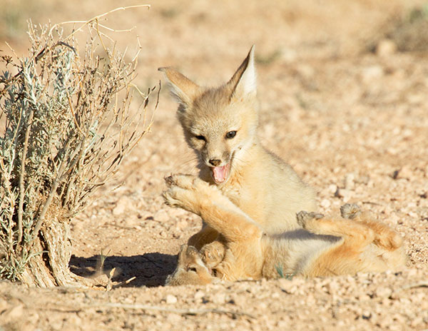 Kit Fox Vulpes macrotis 