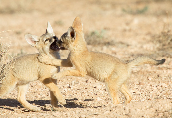 Kit Fox Vulpes macrotis 