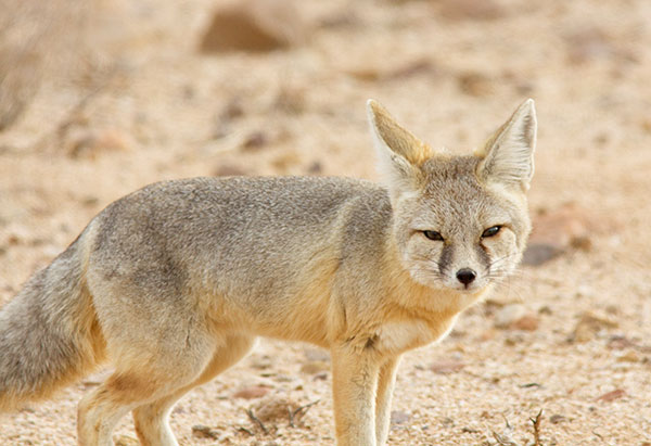 Kit Fox Vulpes macrotis 