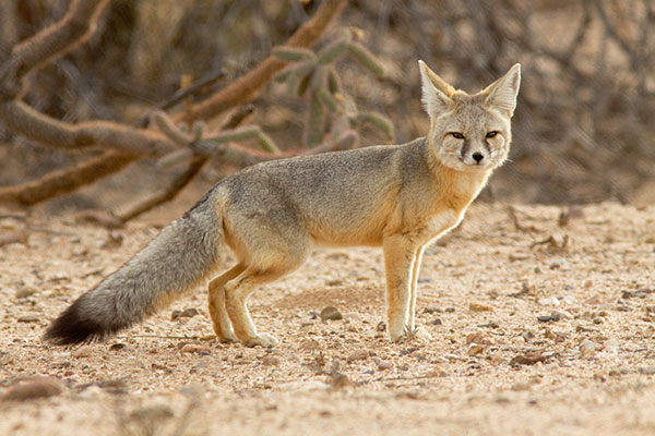 Kit Fox Vulpes macrotis 