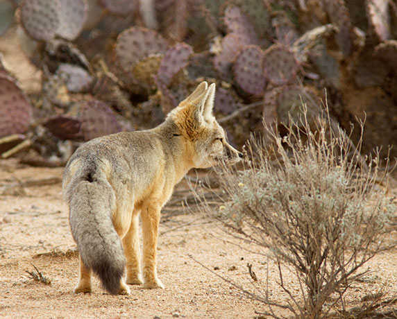 Kit Fox Vulpes macrotis 