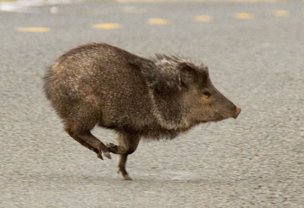Javelina Pecari tajacu (Collared Peccary)running