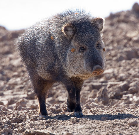 Javelina Pecari tajacu (Collared Peccary)running