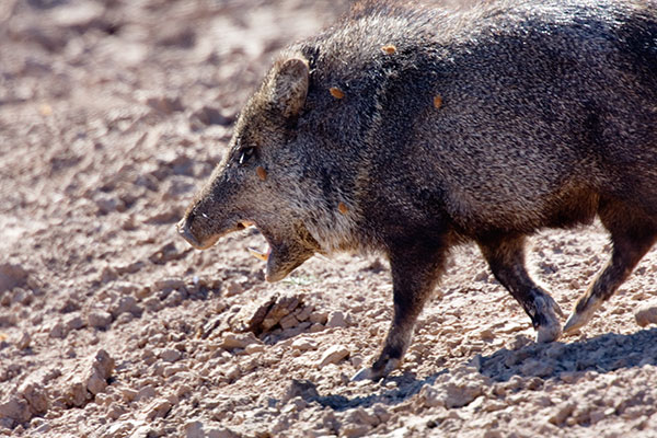 Javelina Pecari tajacu (Collared Peccary)running