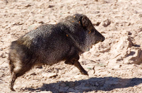 Javelina Pecari tajacu (Collared Peccary)running