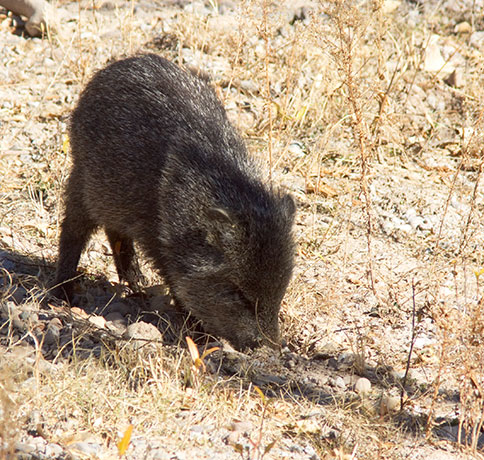 Javelina Pecari tajacu (Collared Peccary)running