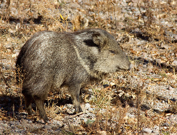Javelina Pecari tajacu (Collared Peccary)running