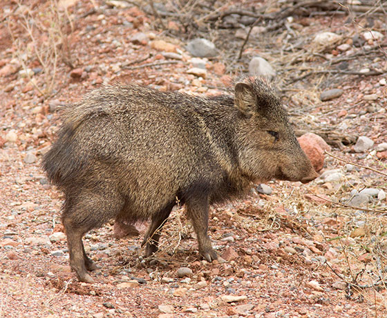 Javelina Pecari tajacu (Collared Peccary)running