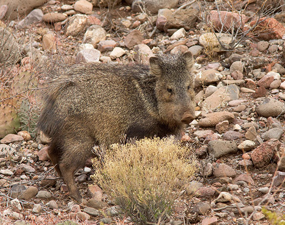 Javelina Pecari tajacu (Collared Peccary)running