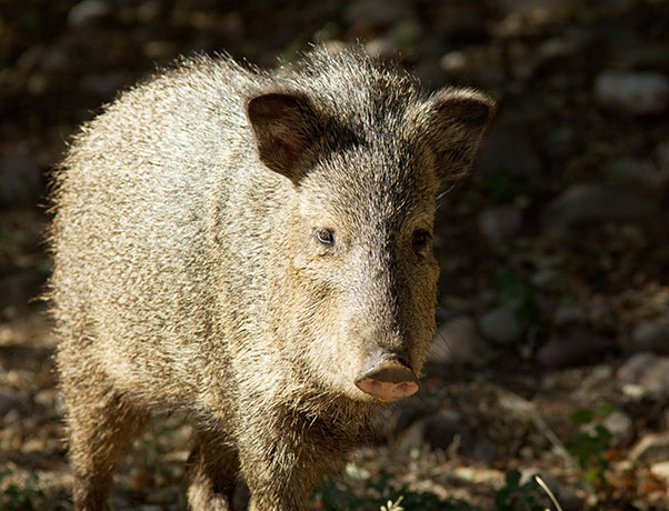 Javelina Pecari tajacu (Collared Peccary)running
