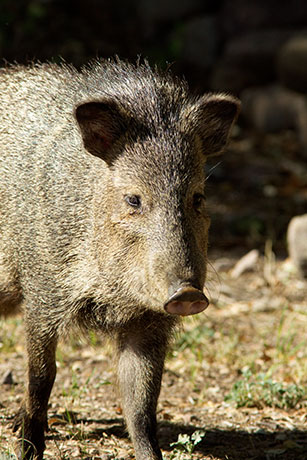 Javelina Pecari tajacu (Collared Peccary)running
