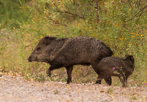 Javelina Pecari tajacu (Collared Peccary)running