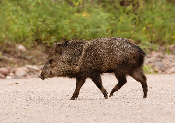 Javelina Pecari tajacu (Collared Peccary)running
