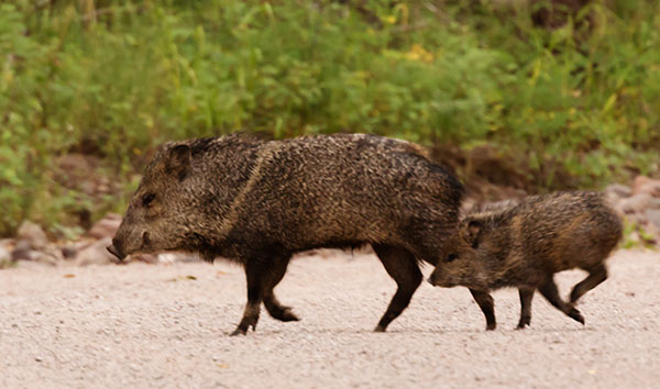 Javelina Pecari tajacu (Collared Peccary)running
