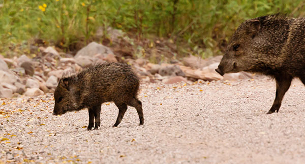 Javelina Pecari tajacu (Collared Peccary)running