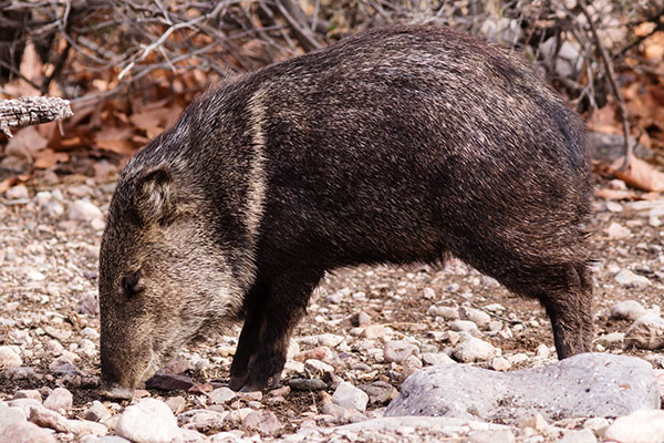Javelina Pecari tajacu (Collared Peccary)running