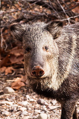 Javelina Pecari tajacu (Collared Peccary)running
