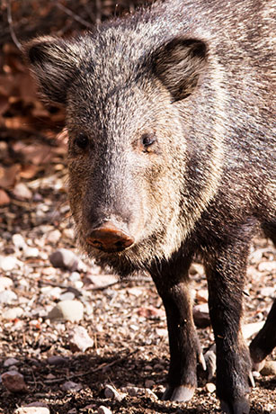 Javelina Pecari tajacu (Collared Peccary)running