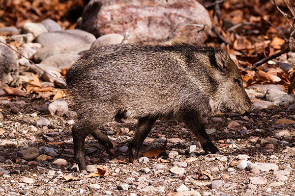 Javelina Pecari tajacu (Collared Peccary)running