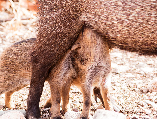 Javelina Pecari tajacu (Collared Peccary)running