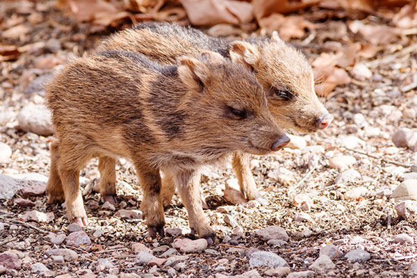 Javelina Pecari tajacu (Collared Peccary)running