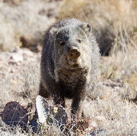 Javelina Pecari tajacu (Collared Peccary)running