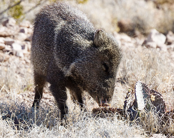 Javelina Pecari tajacu (Collared Peccary)running
