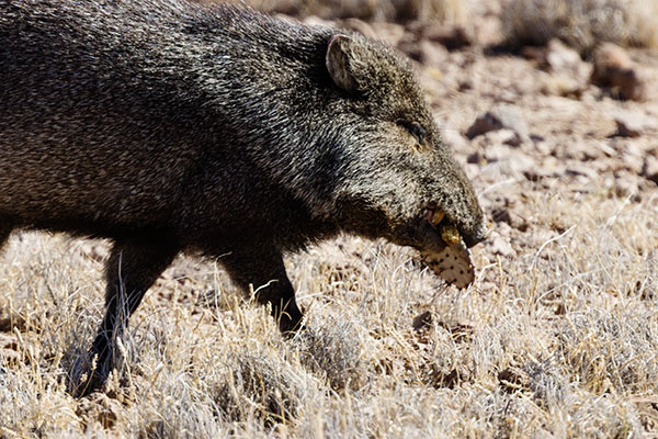 Javelina Pecari tajacu (Collared Peccary)running