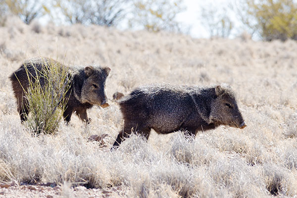 Javelina Pecari tajacu (Collared Peccary)running
