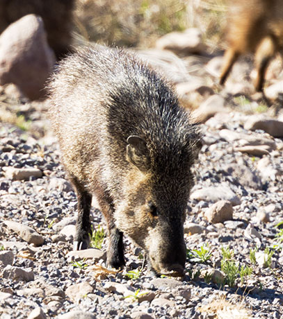 Javelina Pecari tajacu (Collared Peccary)running