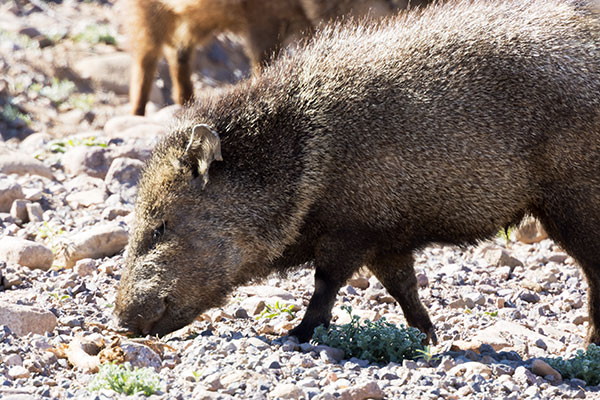 Javelina Pecari tajacu (Collared Peccary)running