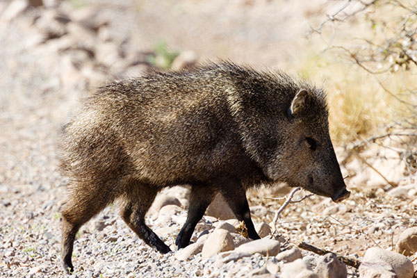 Javelina Pecari tajacu (Collared Peccary)running