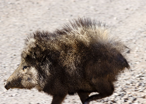 Javelina Pecari tajacu (Collared Peccary)running