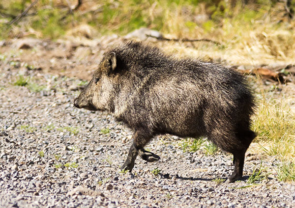 Javelina Pecari tajacu (Collared Peccary)running