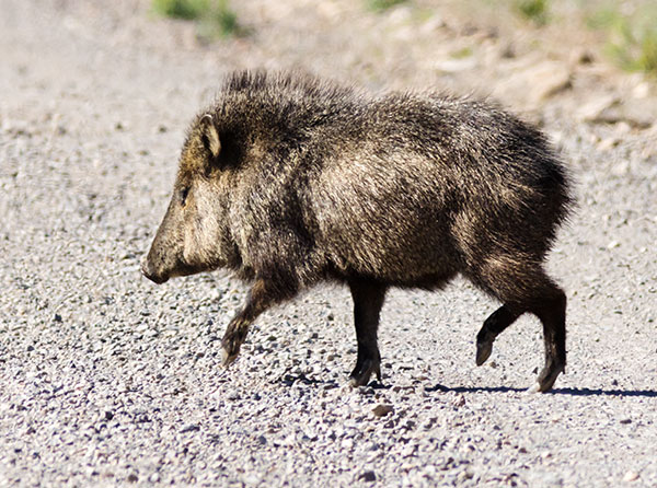 Javelina Pecari tajacu (Collared Peccary)running