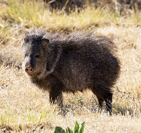 Javelina Pecari tajacu (Collared Peccary)running