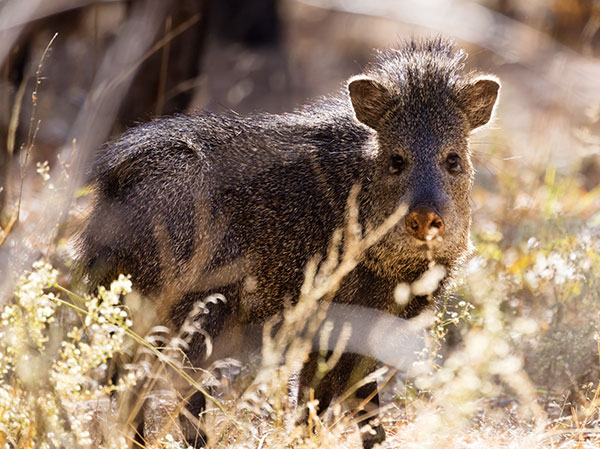Javelina Pecari tajacu (Collared Peccary)running