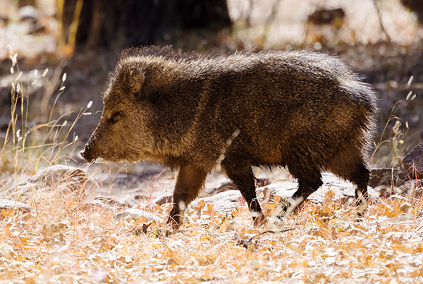 Javelina Pecari tajacu (Collared Peccary)running