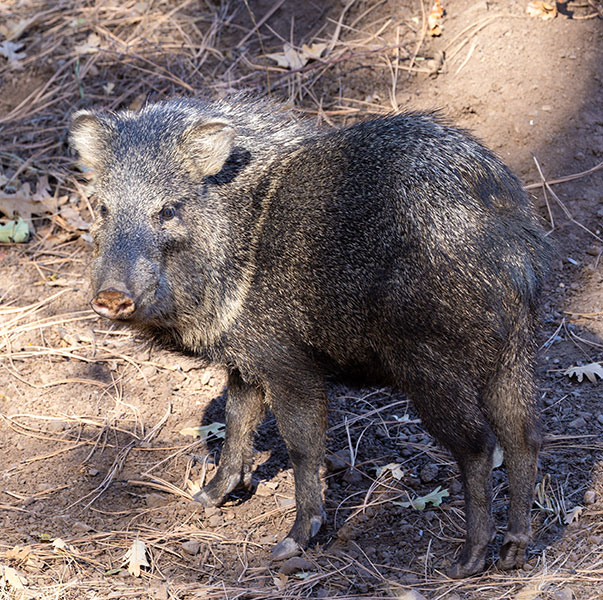 Javelina Pecari tajacu (Collared Peccary)running