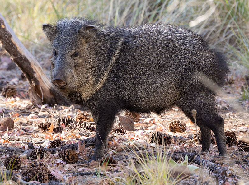 Javelina Pecari tajacu (Collared Peccary)running