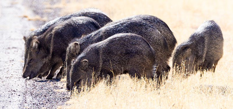 Javelina Pecari tajacu (Collared Peccary)running