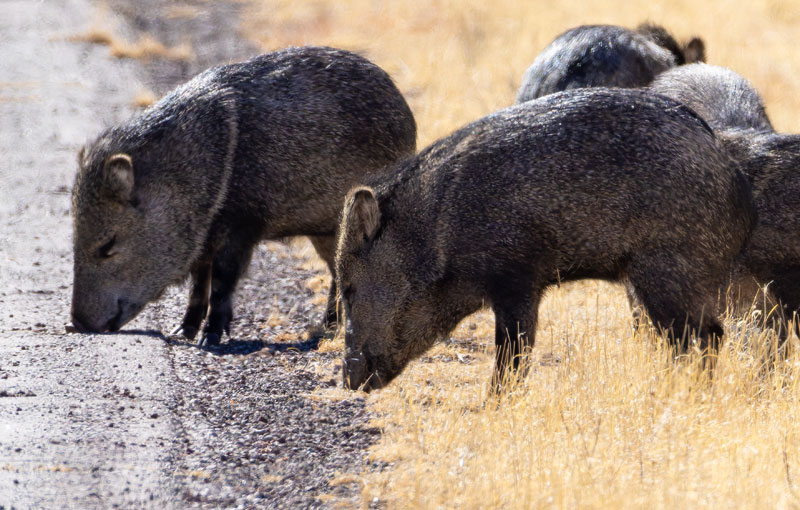 Javelina Pecari tajacu (Collared Peccary)running